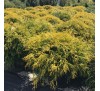 Кипарисовик горохоплодный  Голден Моп (Golden Mop)С2.